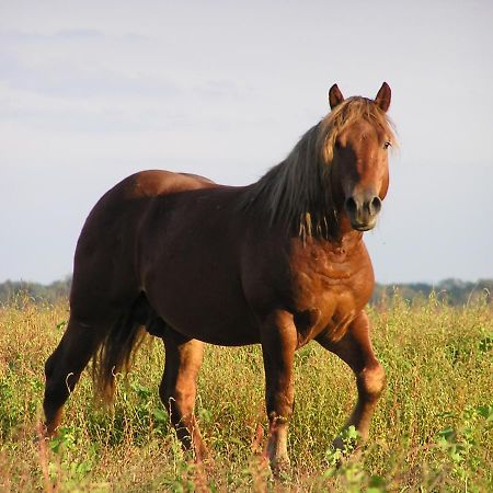 Pensjonat Rural Tourism Family Ravlic Muzilovcica Zewnętrze zdjęcie