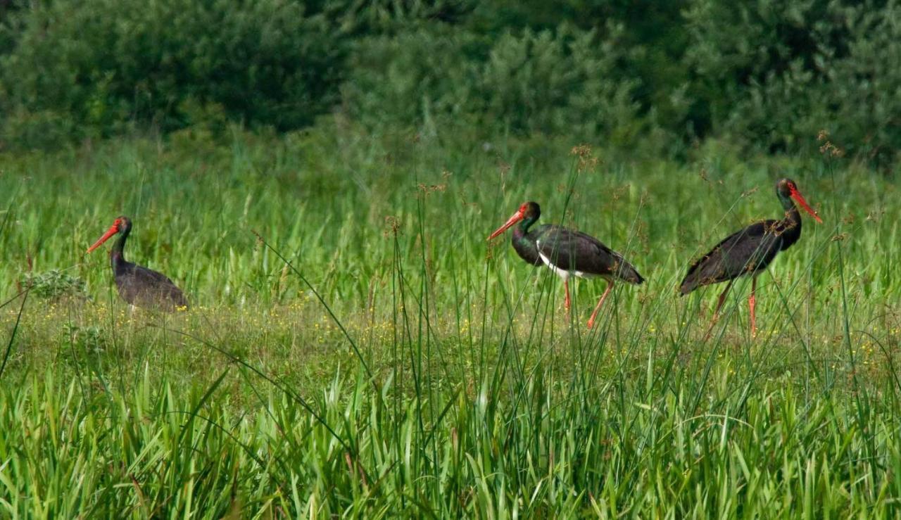 Pensjonat Rural Tourism Family Ravlic Muzilovcica Zewnętrze zdjęcie
