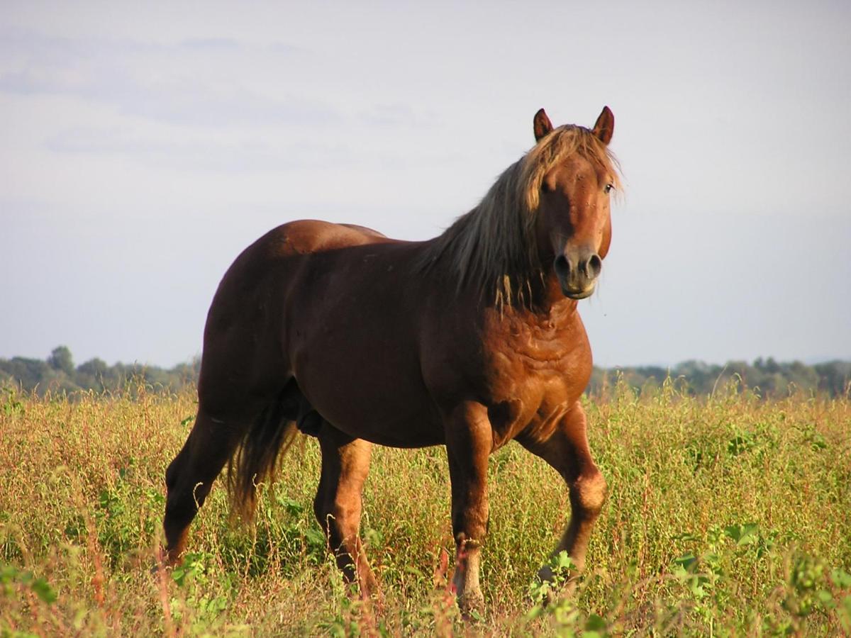 Pensjonat Rural Tourism Family Ravlic Muzilovcica Zewnętrze zdjęcie