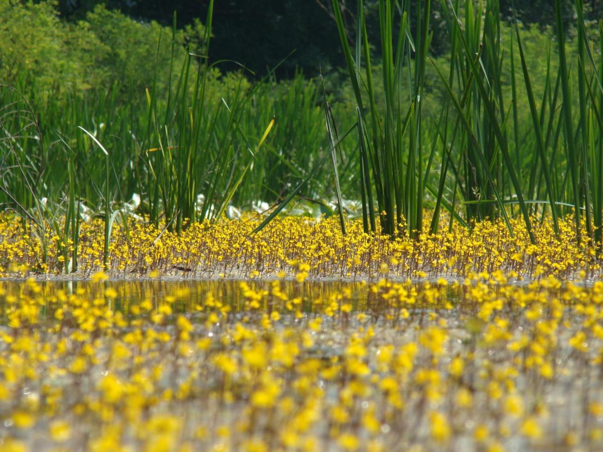 Pensjonat Rural Tourism Family Ravlic Muzilovcica Zewnętrze zdjęcie