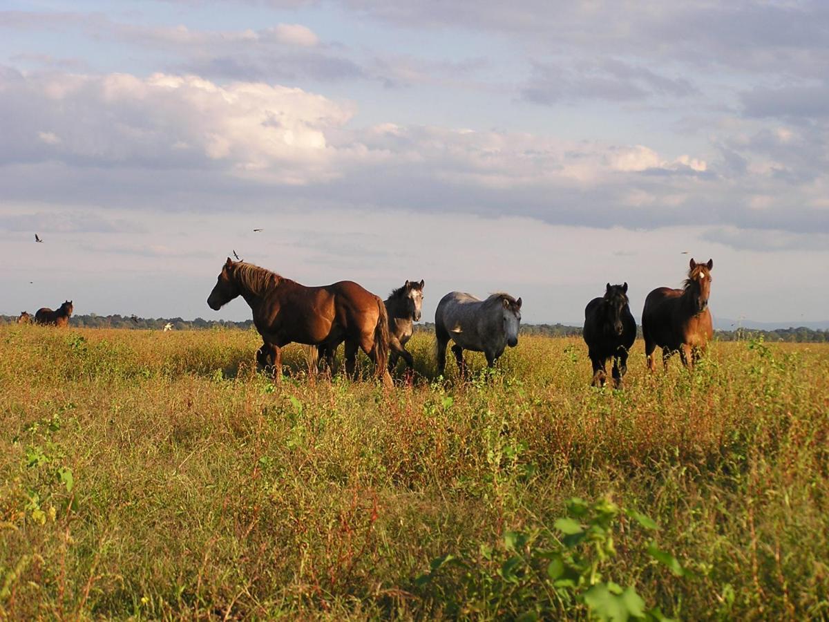 Pensjonat Rural Tourism Family Ravlic Muzilovcica Zewnętrze zdjęcie