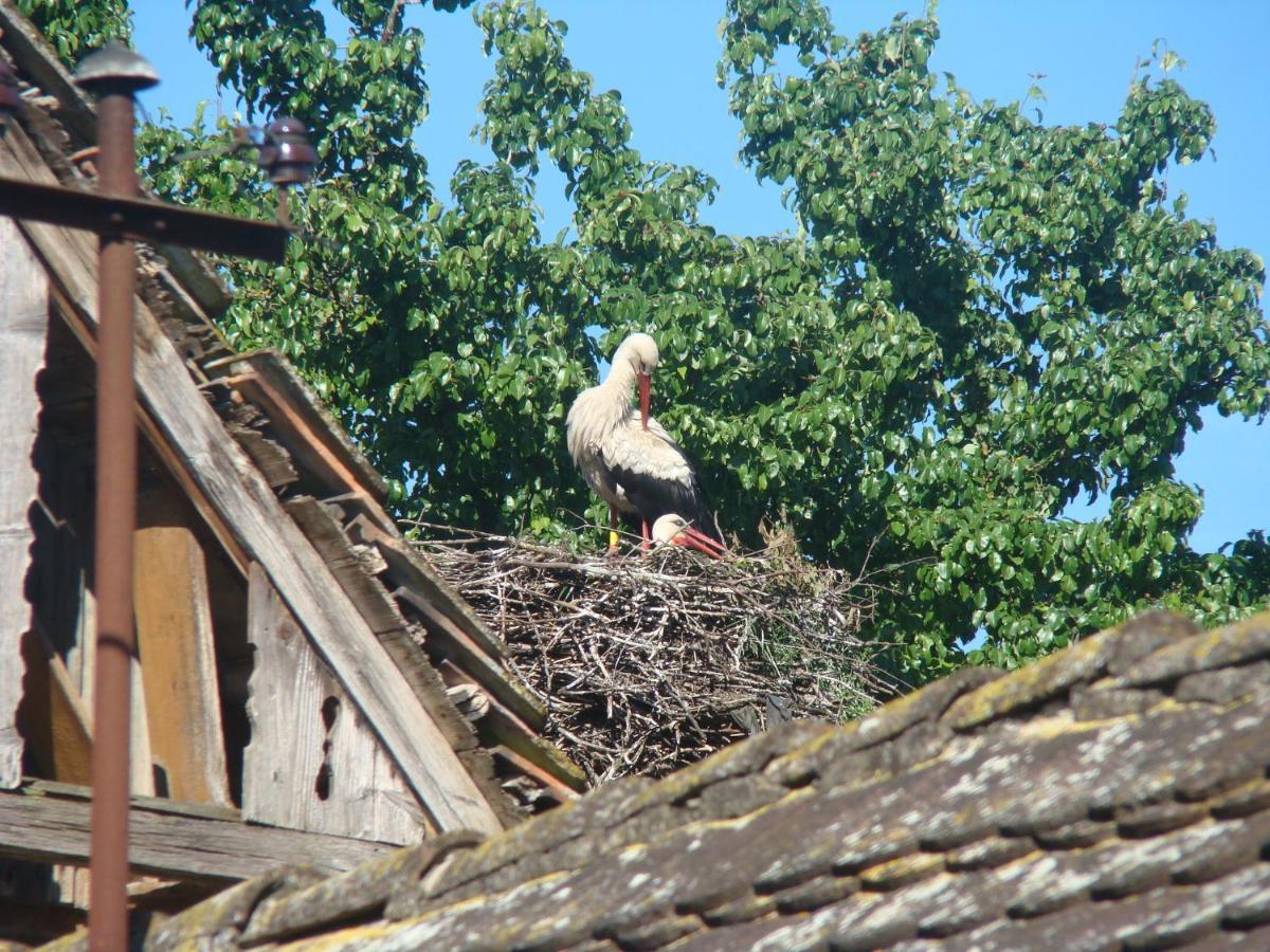 Pensjonat Rural Tourism Family Ravlic Muzilovcica Zewnętrze zdjęcie
