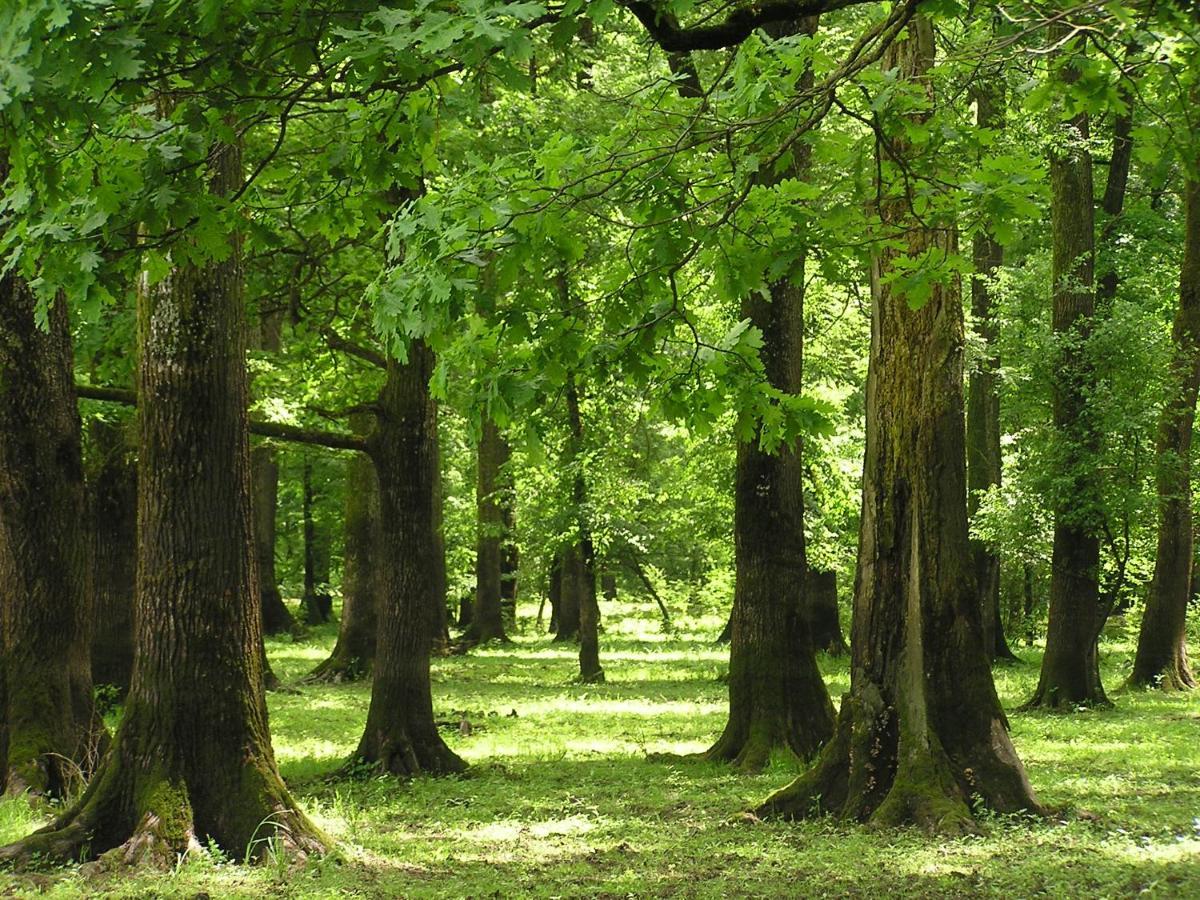 Pensjonat Rural Tourism Family Ravlic Muzilovcica Zewnętrze zdjęcie