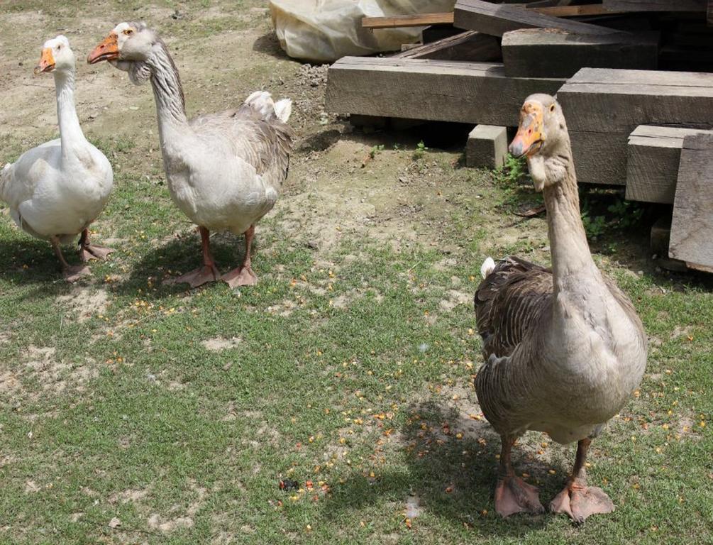 Pensjonat Rural Tourism Family Ravlic Muzilovcica Zewnętrze zdjęcie