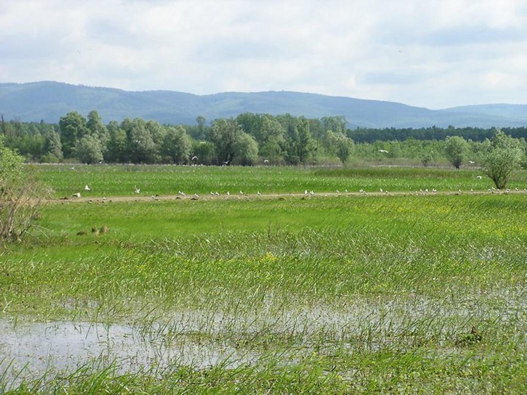 Pensjonat Rural Tourism Family Ravlic Muzilovcica Zewnętrze zdjęcie