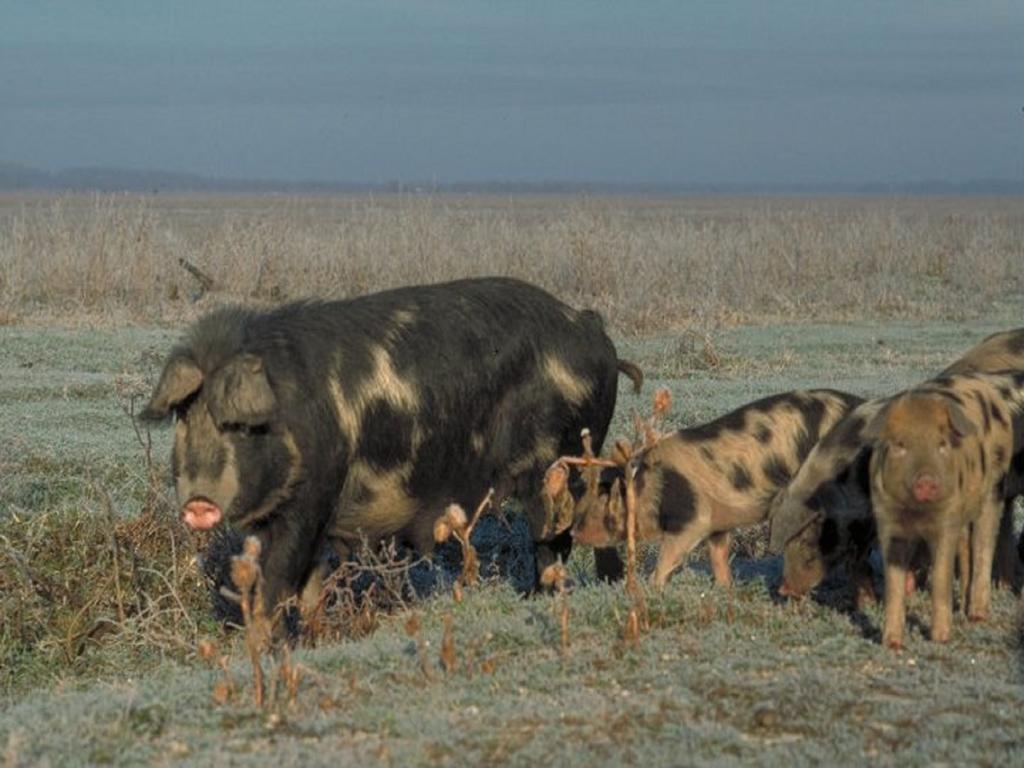 Pensjonat Rural Tourism Family Ravlic Muzilovcica Zewnętrze zdjęcie